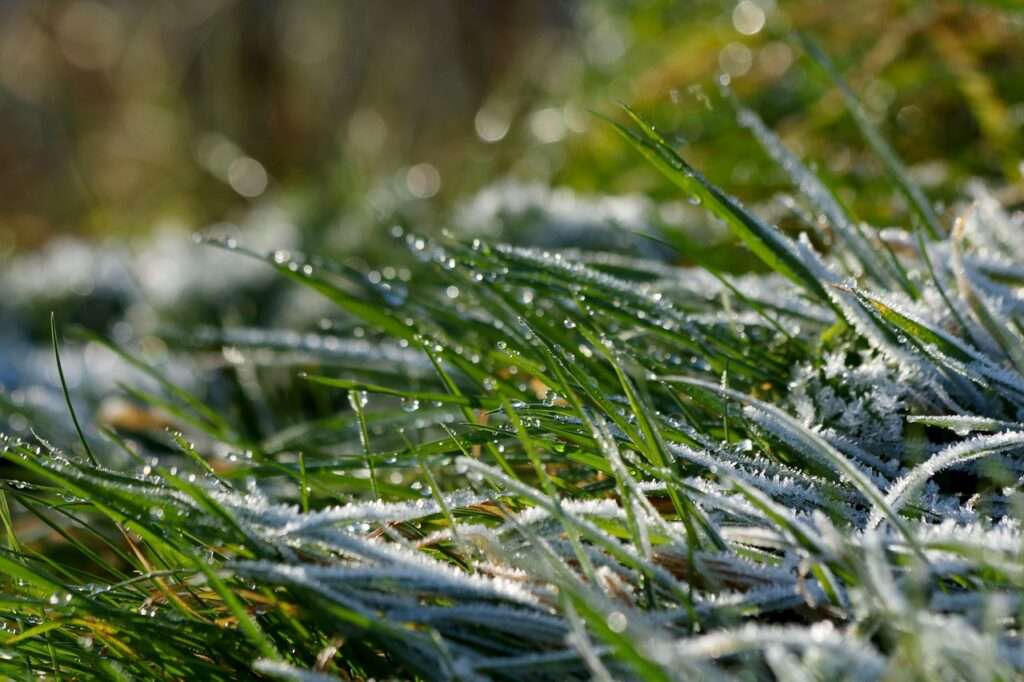 grass, icing, nature-3823862.jpg