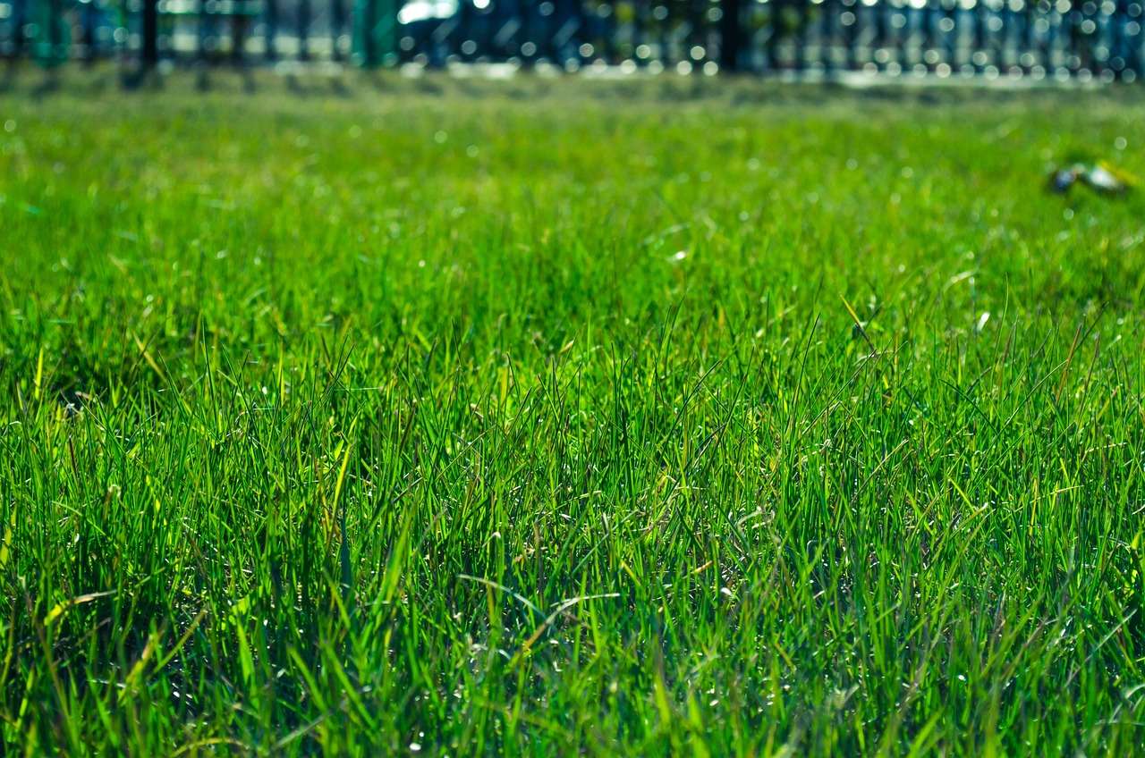 lawn, grass, green-327333.jpg